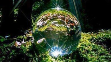 Photo of বিশ্বের সবচেয়ে সুন্দর কিছু বন