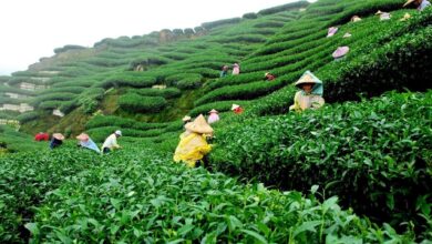 Photo of চা-বাগানের সবুজ বুকে উমাবতী’র ঘাম!