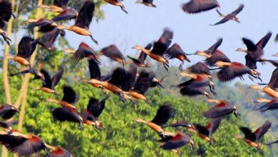 Photo of বাইক্কা বিলে আসছে অতিথি পাখির দল