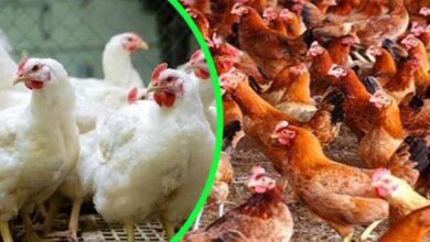 Photo of বেড়েই চলেছে মুরগির দাম