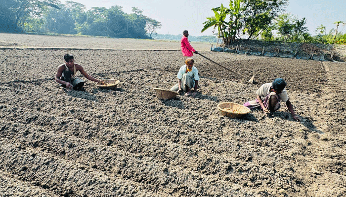 Photo of চাঁদপুরে আলু বপনে ব্যস্ততা, লক্ষ্যমাত্রা ৭ হাজার হেক্টর