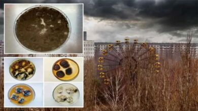 Photo of চেরনোবিলের নিষিদ্ধ অঞ্চলে বিকিরণে বেঁচে থাকা নতুন জীবের সন্ধান